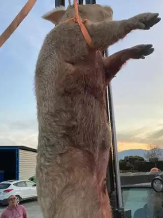 Para transportarlo fue necesario una gr&uacute;a