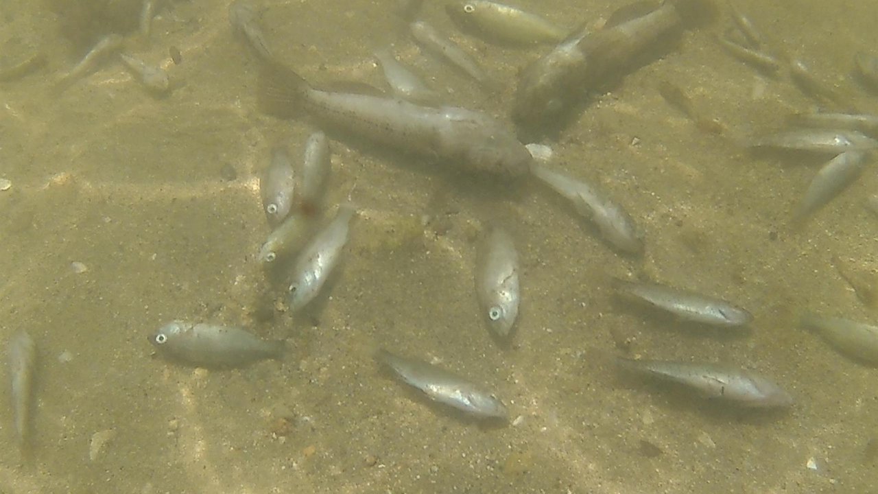 Peces muertos en el Mar Menor (Foto: Ecologistas en Acción)