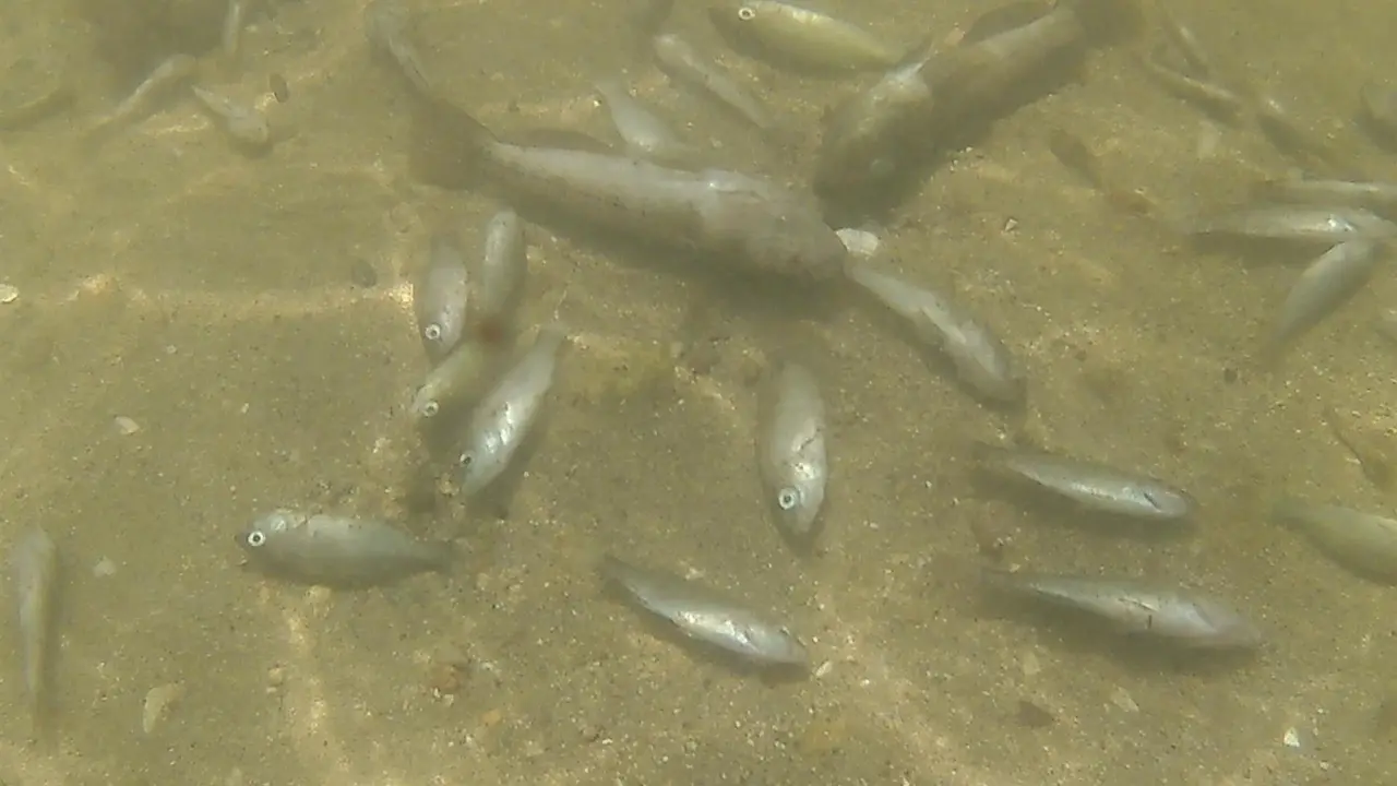 Peces muertos en el Mar Menor (Foto: Ecologistas en Acci&oacute;n)