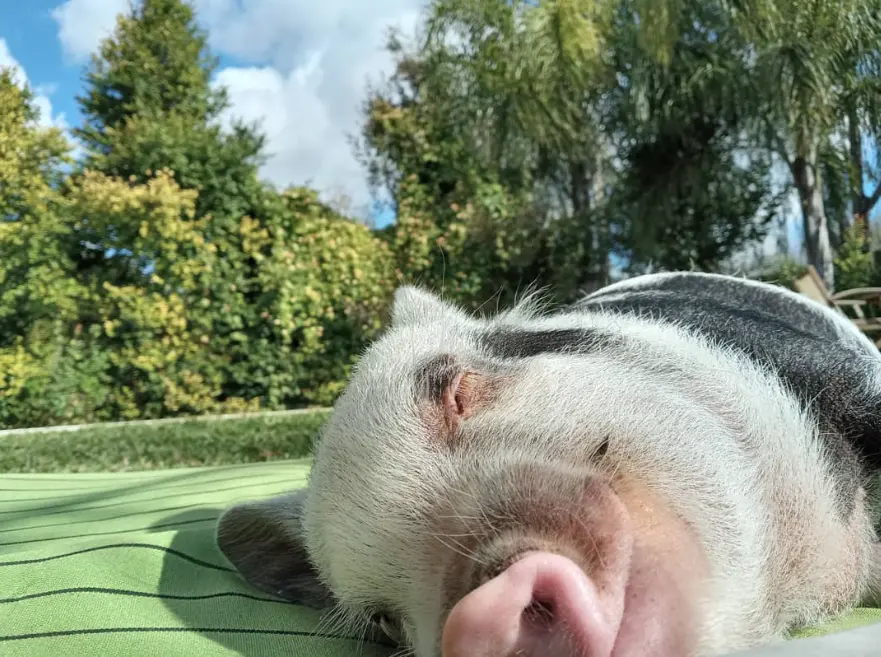 Roma, la cerdita mini pig cuya historia se ha hecho viral en redes sociales (foto: La 7)