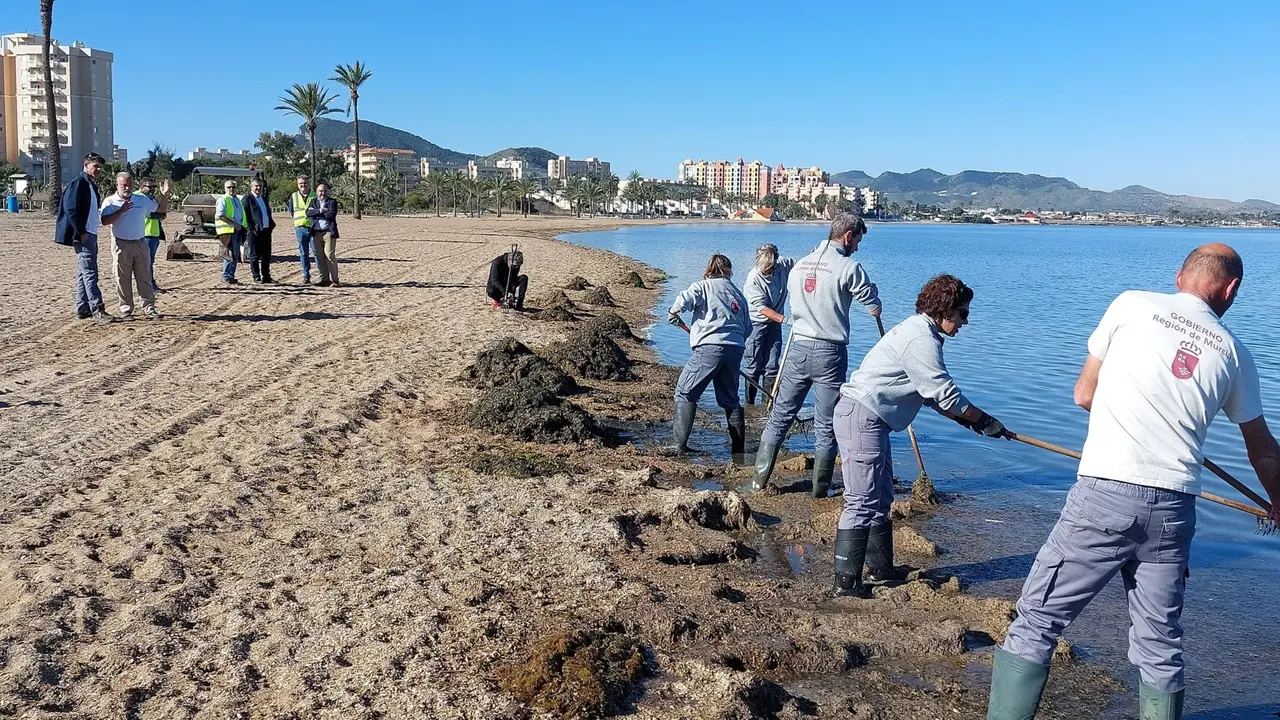 El consejero de Medio Ambiente, Mar Menor, Universidades e Investigaci&oacute;n, Juan Mar&iacute;a V&aacute;zquez, durante su visita los trabajos de retirada de biomasa en el Mar Menor.