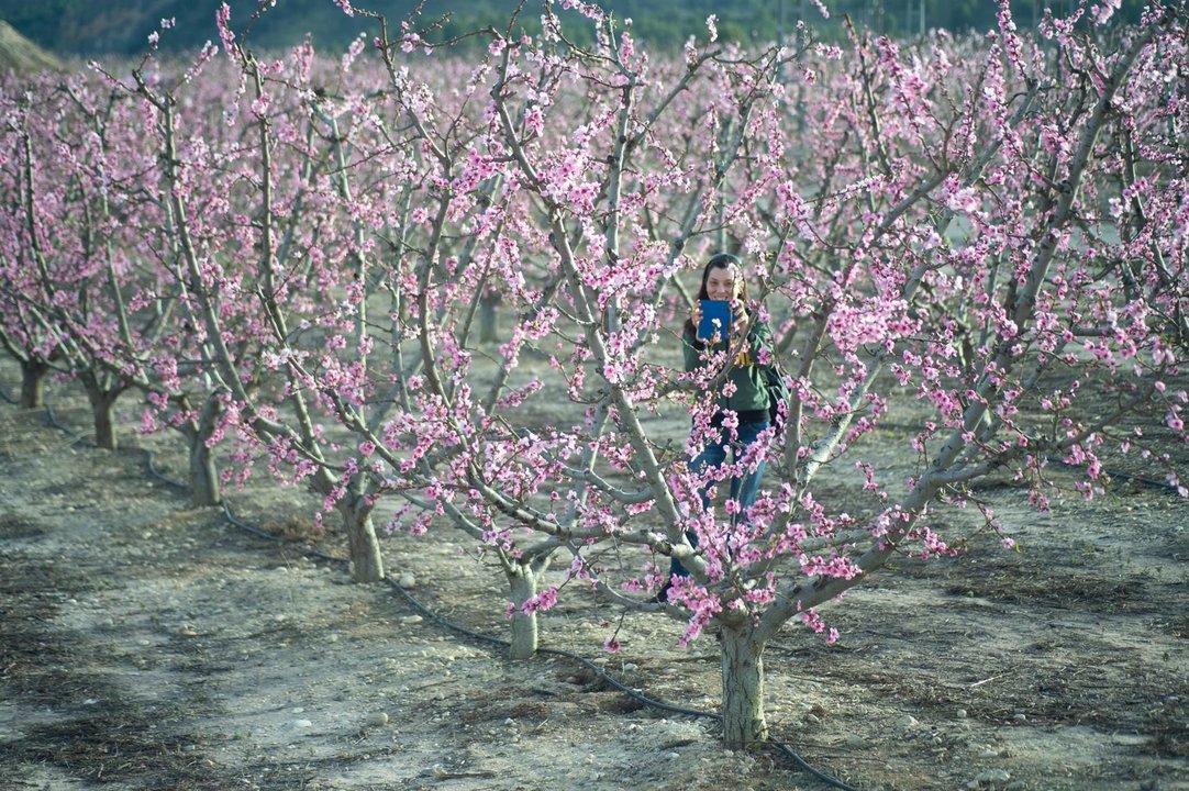 Una mujer se fotografía con los frutales en floración, a 10 de marzo de 2023, en Cieza (Foto: Javi Carrión - Europa Press)