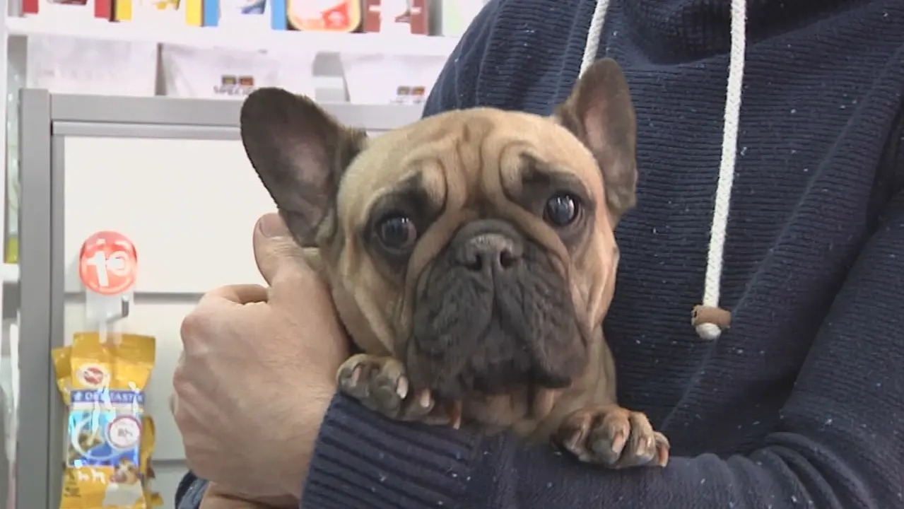 Un perro en una cl&iacute;nica veterinaria (foto: La 7)