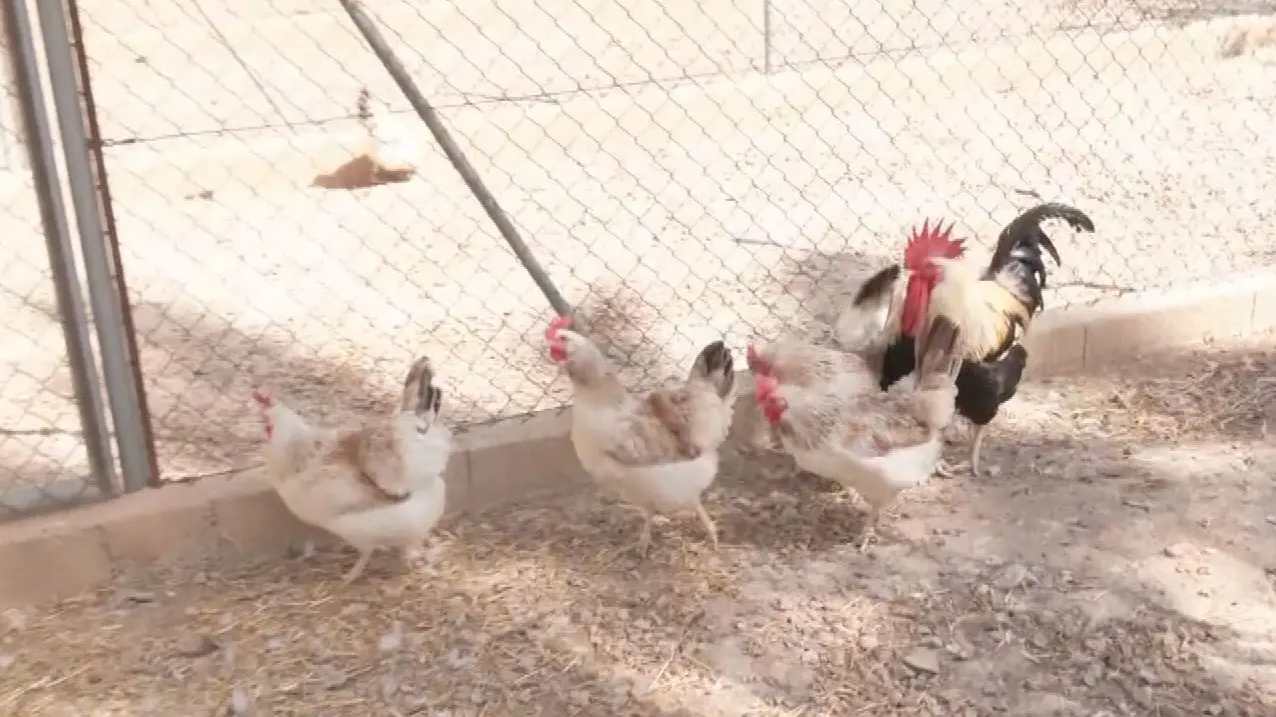 Gallinas murcianas (foto: La 7)