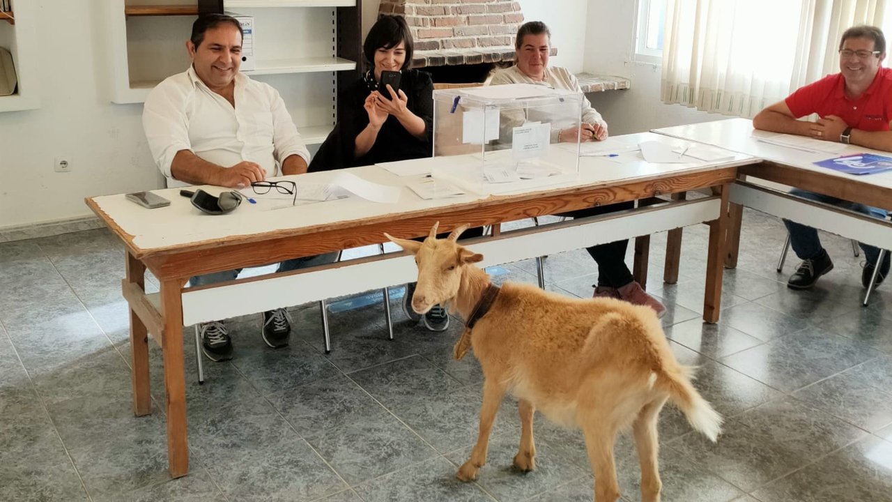 Una cabra en un colegio electoral gallego
