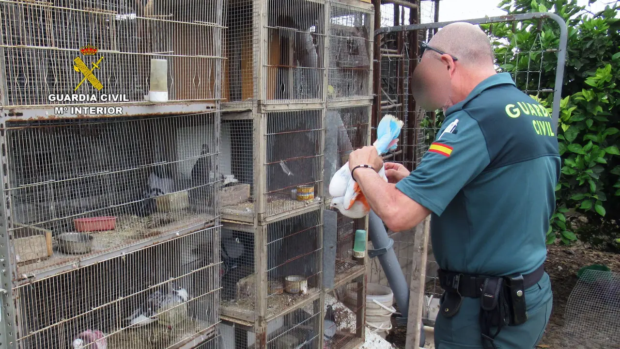 La Guardia Civil recupera 14 palomos deportivos valorados en m&aacute;s de 7.000 euros.