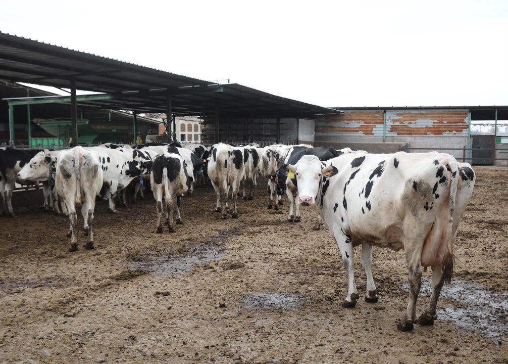 Un grupo de vacas en una granja (foto: La 7)