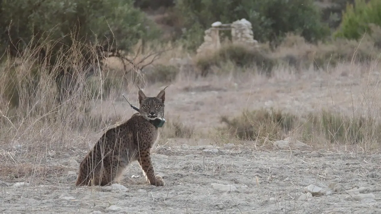 Tiko, lince fallecido
