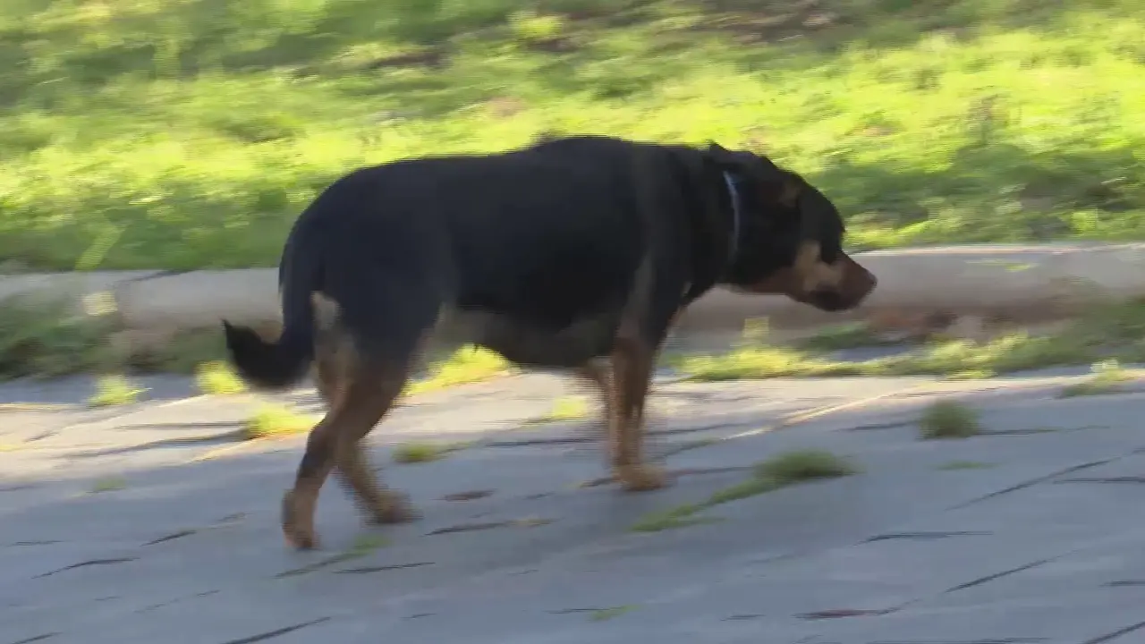 Imagen de archivo de un perro (foto: La 7)