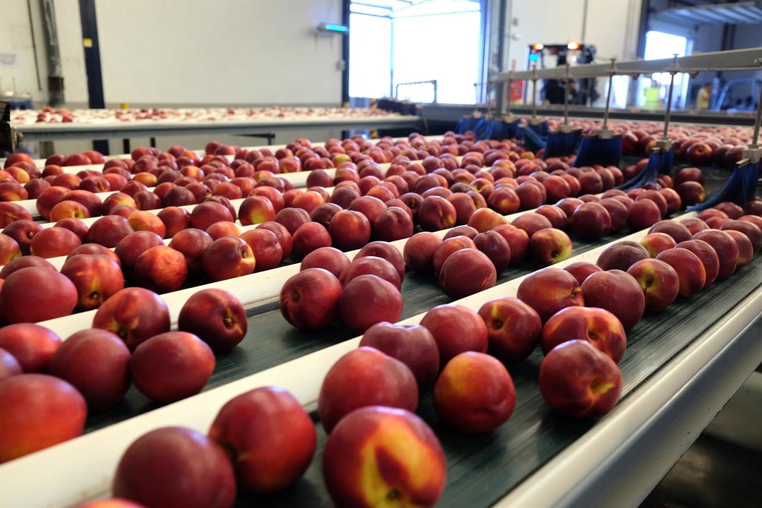 Frutas en la cinta de una fábrica (foto: FECOAM)