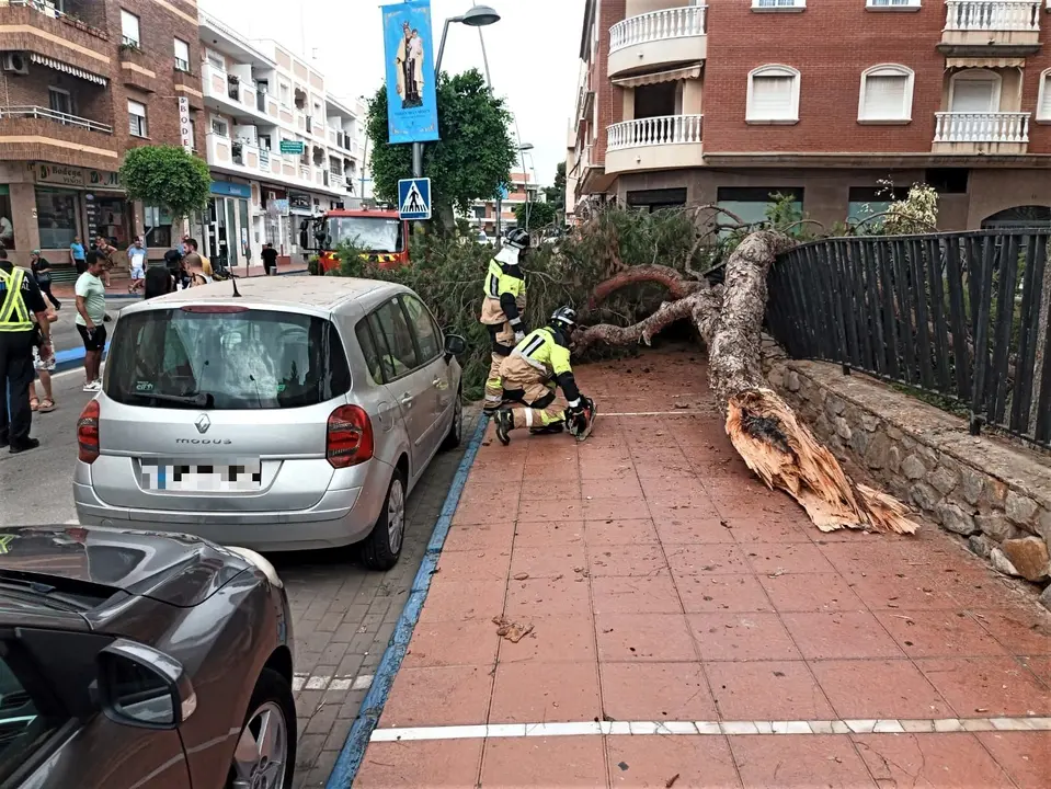 Caida arbol La Ribera