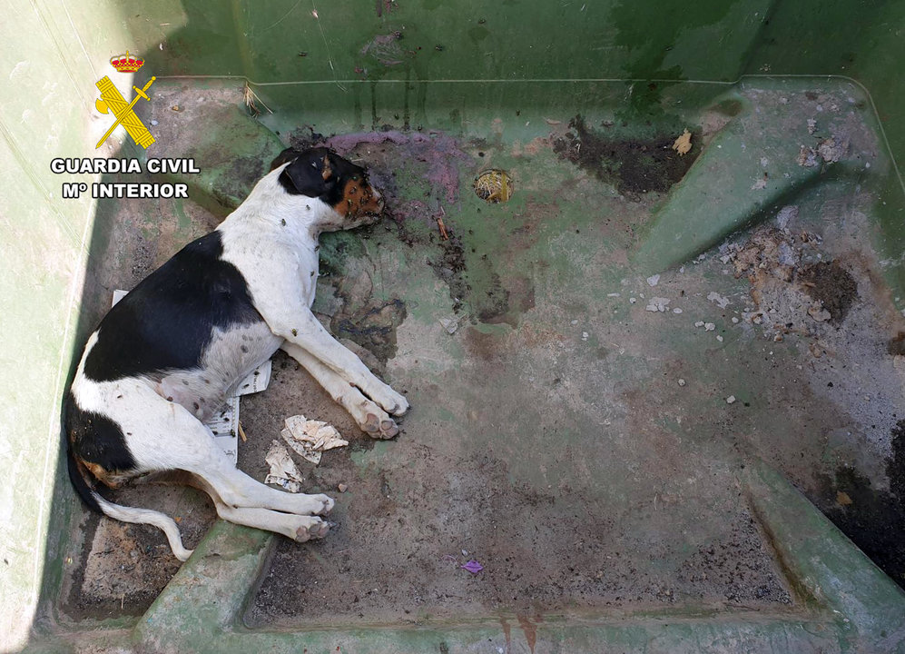 Imagen de uno de los perros encontrados en Mazarrón (foto: Guardia Civil)