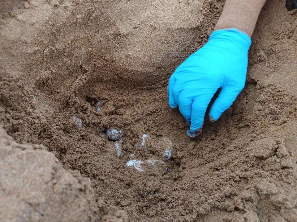 Huevos de tortuga boba hallados en la playa Negrete y el bi&oacute;logo del Centro El Valle realiza la traslocaci&oacute;n de los huevos de la tortuga boba a la playa de Calblanque (foto: CARM)
