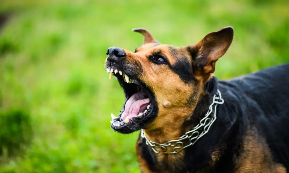 Imagen de archivo de un perro.