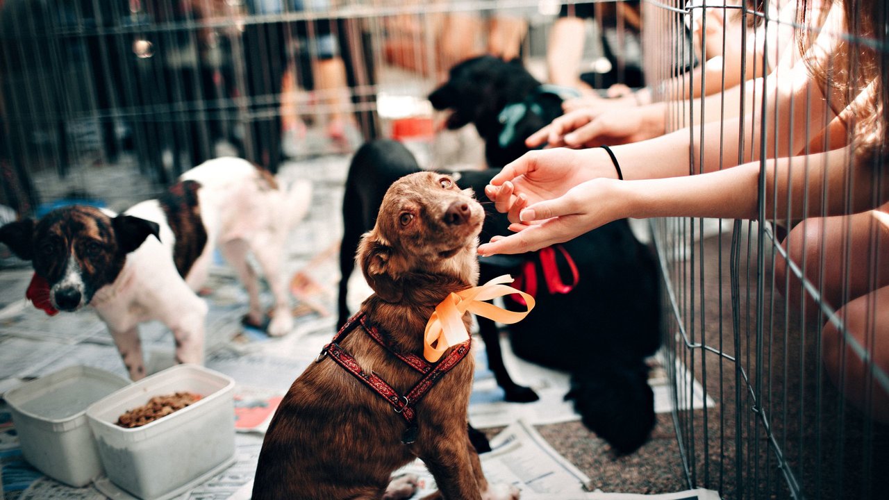 La Feria de Adopción de Animales animará a los asistentes a tener mascotas con responsabilidad