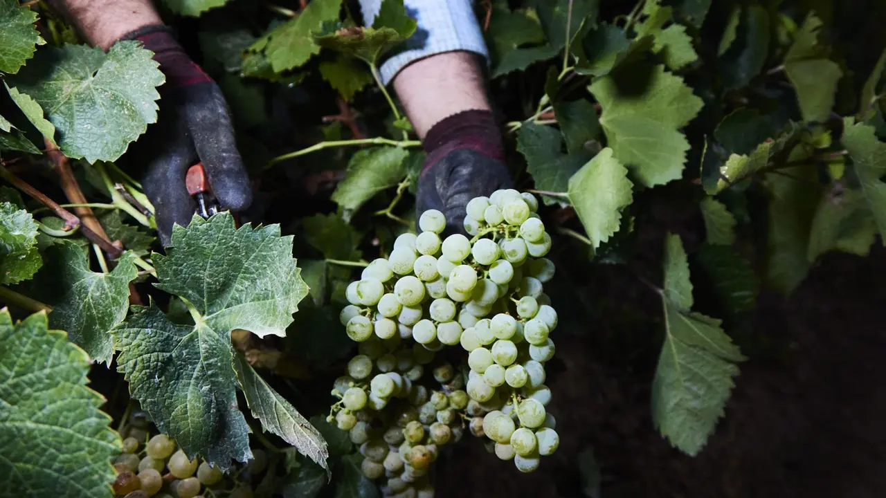 Detalle de las manos de un vendimiador recogiendo uvas para la temporada de vendimia (Foto: Joaquin Corchero-Europa Press)