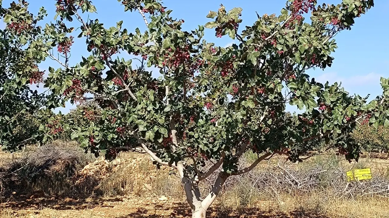 Cultivo del pistacho.