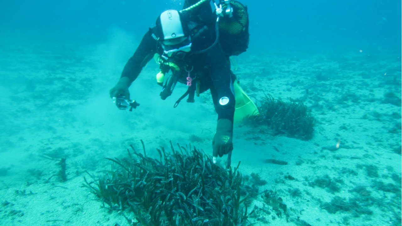 Manchas de Posidonia oceanica originadas de trasplante de plántulas germinadas