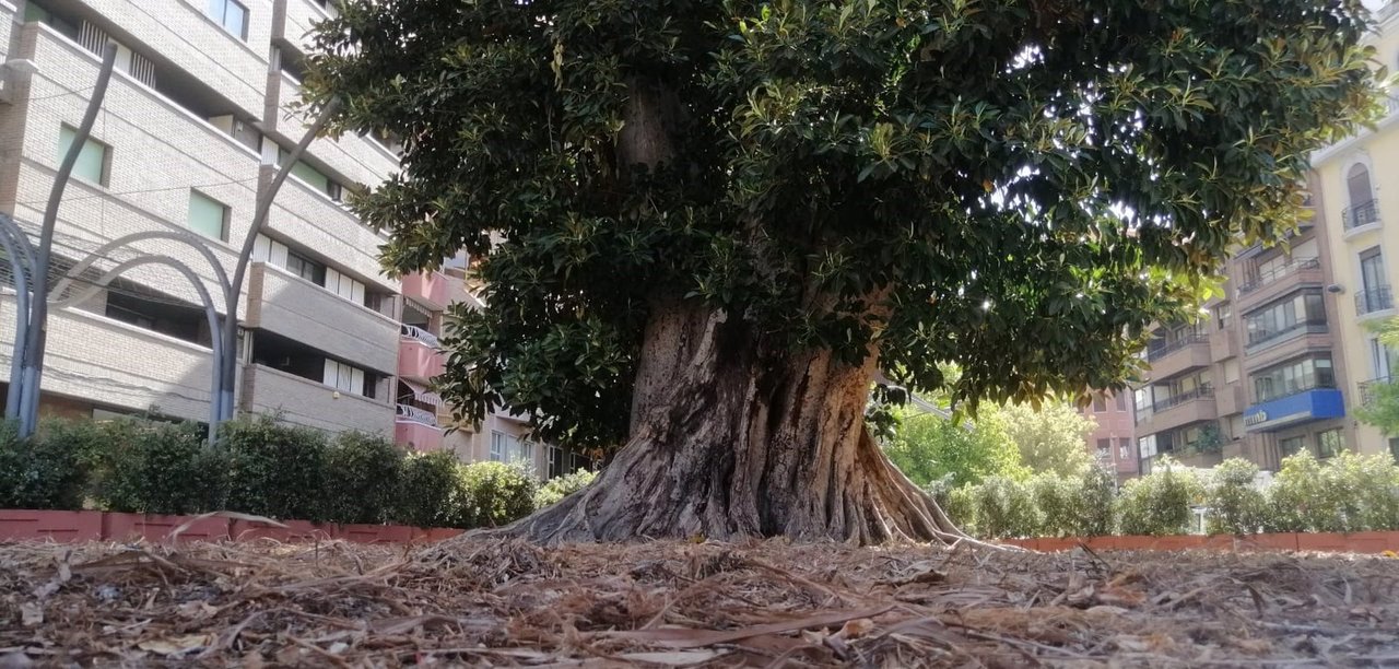 Ficus de Santo Domingo (Archivo)