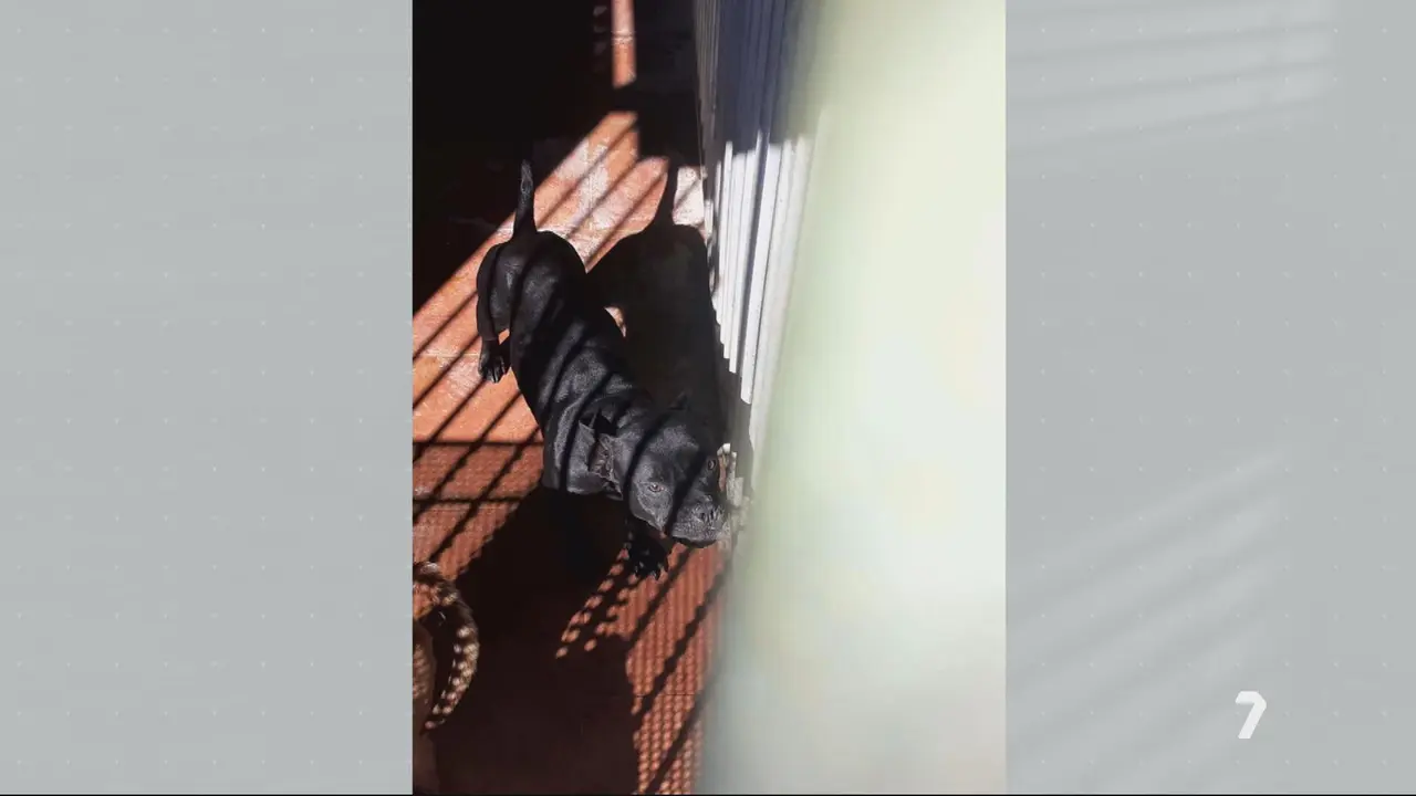 Uno de los perros que atacaron a la mujer de 86 a&ntilde;os y que ha fallecido (foto: La 7)