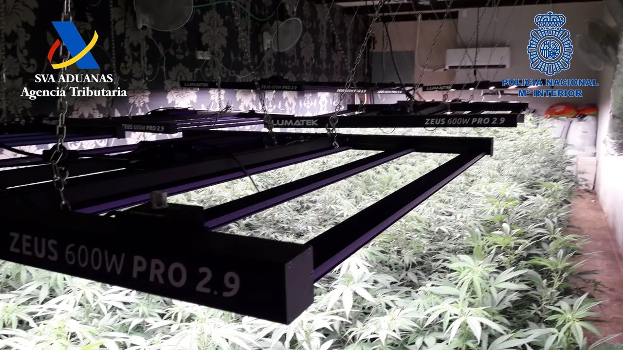 "Desmantelado un cultivo de marihuana oculto en una discoteca abandonada en un Pol&iacute;gono Industrial de Murcia" (foto: Polic&iacute;a Nacional)