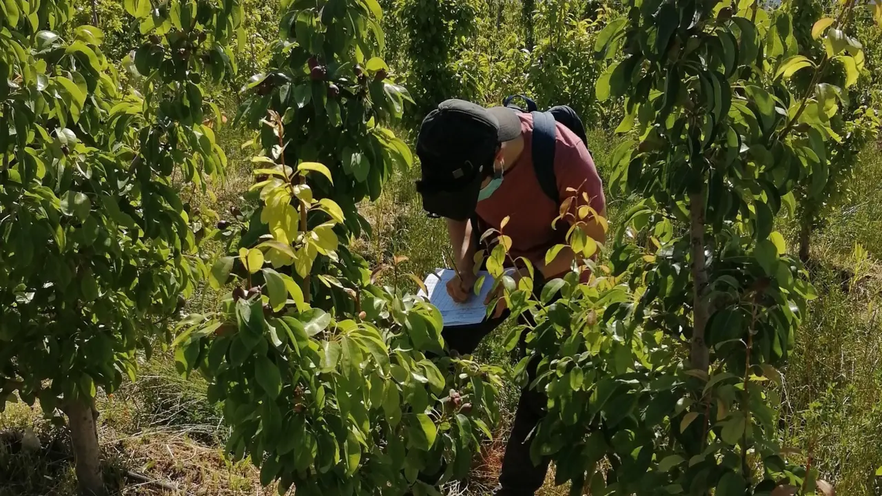 Imagen de los trabajos experimentales realizados en cultivos de pera de Jumilla.