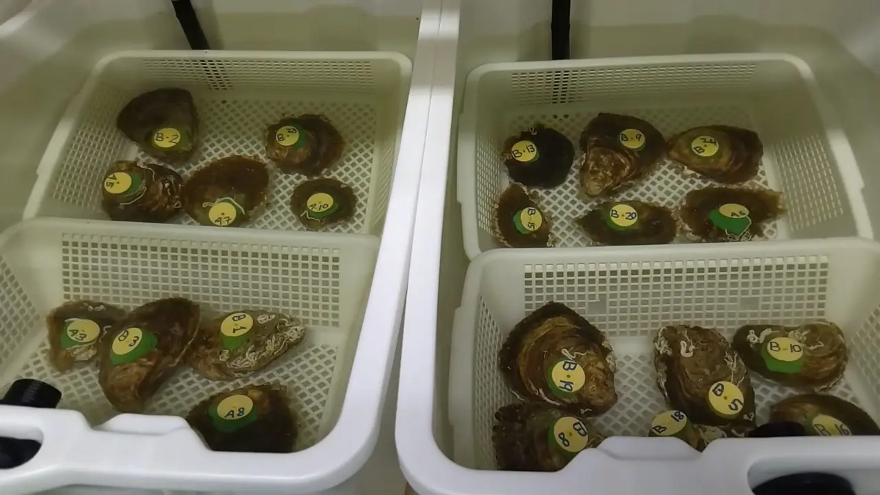 Criadero de ostras habilitado en el laboratorio marino del Centro Oceanogr&aacute;fico de San Pedro del Pinatar, que ser&aacute;n colocadas en los canales de las Salinas de Marchamalo.