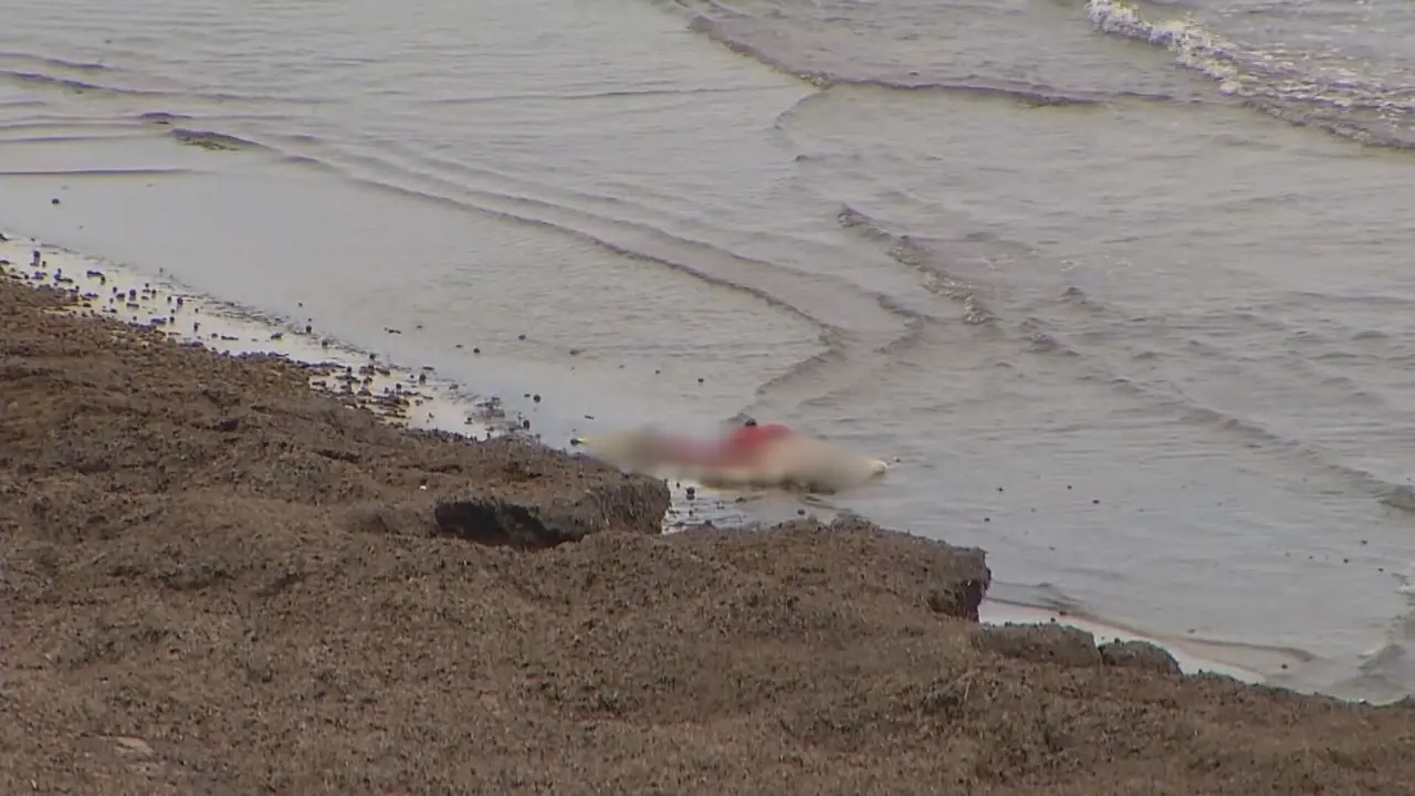 Cuerpo del buceador que ha aparecido en una playa de La Manga, junto a la urbanizaci&oacute;n Monteblanco