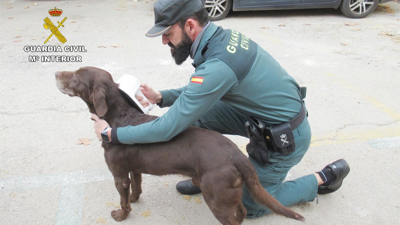 Un agente de la Guardia Civil inspecciona el chip de un perro