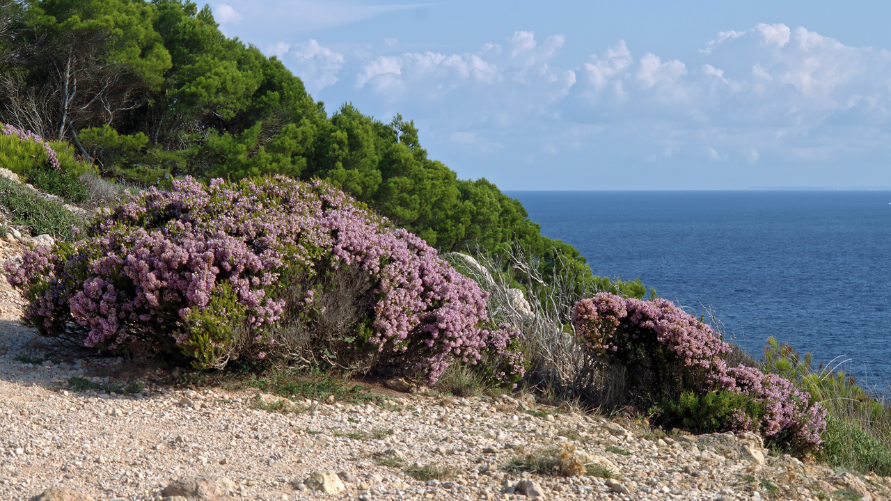 Imagen de un brezo de invierno (Erica multiflora), especie presente en la Regi&oacute;n de Murcia.