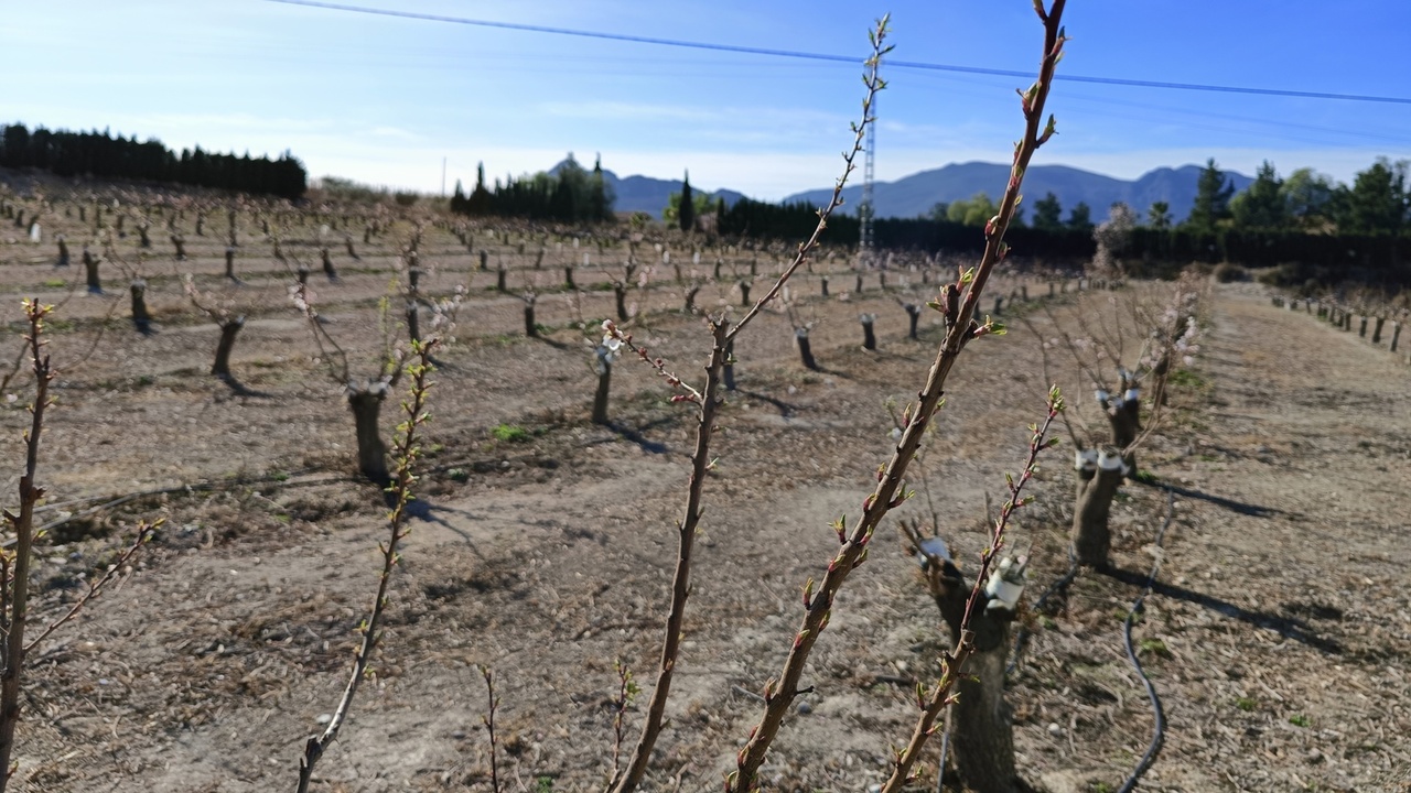 Cultivo de fruta de hueso en Cieza