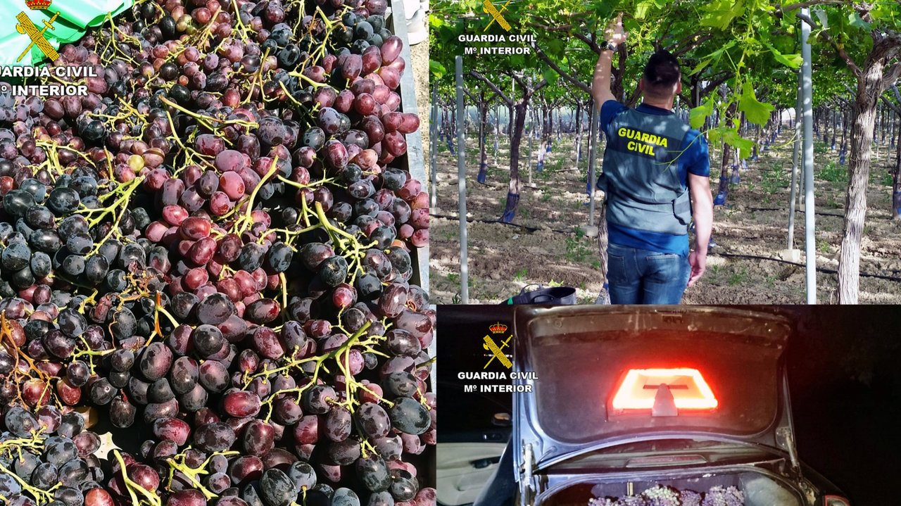 Imágenes de la uva recuperada en el marco de la operación 'Globervid' (foto: Guardia Civil)