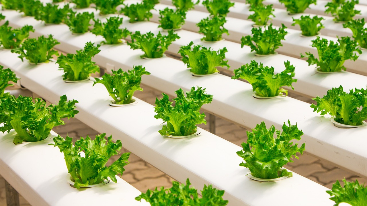Campos de cultivo hidrop&oacute;nico