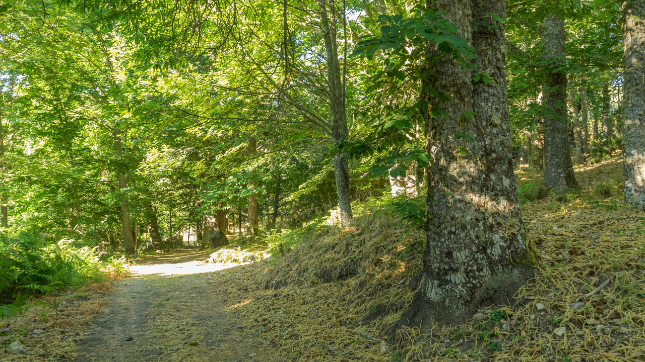 Banco Sabadell fomenta la regeneraci&oacute;n de bosques con la innovaci&oacute;n de CO2 Revolution con drones y semillas inteligentes