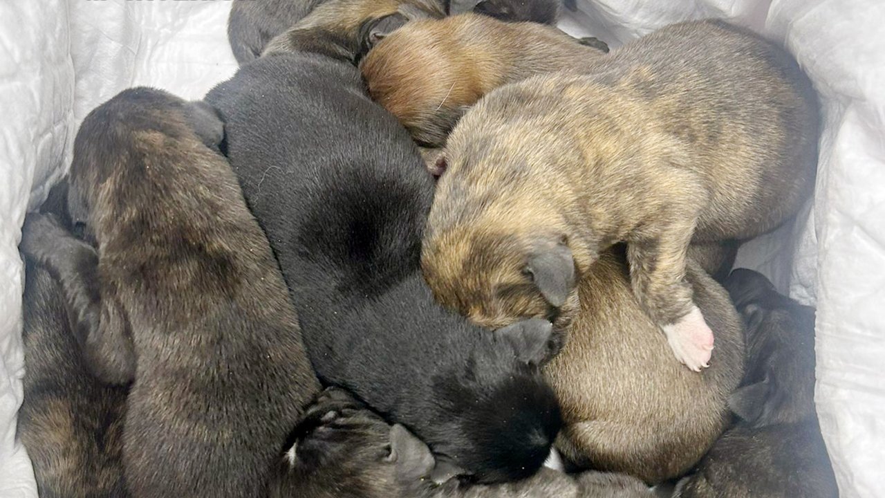 La Guardia Civil rescata a 11 cachorros de perro que iban a ser abandonados en un paraje de Cieza