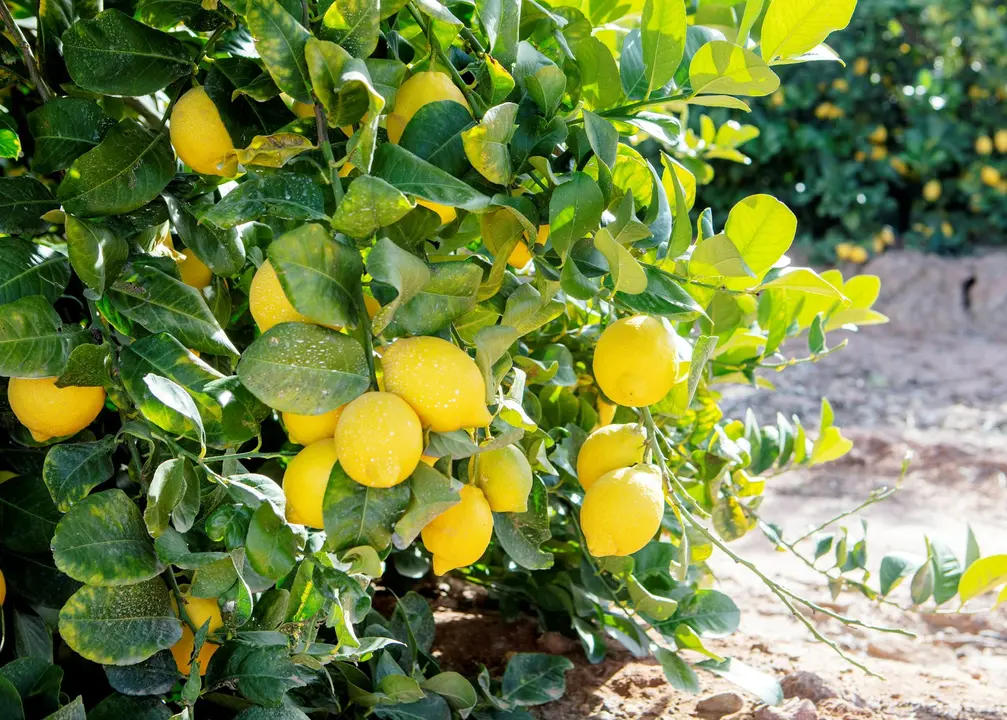Lim&oacute;n de la Regi&oacute;n de Murcia (foto: Mercadona)