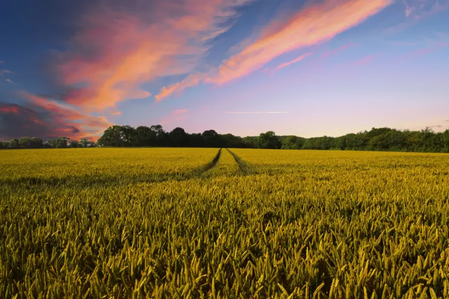 C&oacute;mo afecta el efecto invernadero a la agricultura