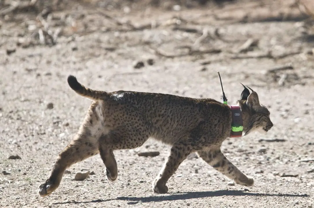 Lince ib&eacute;rico 'Troncho'