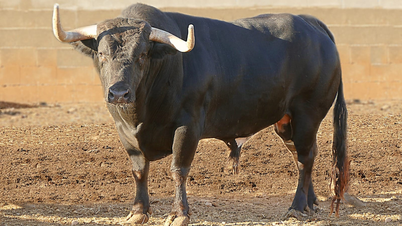 Toro de la ganader&iacute;a 'La jotera'
