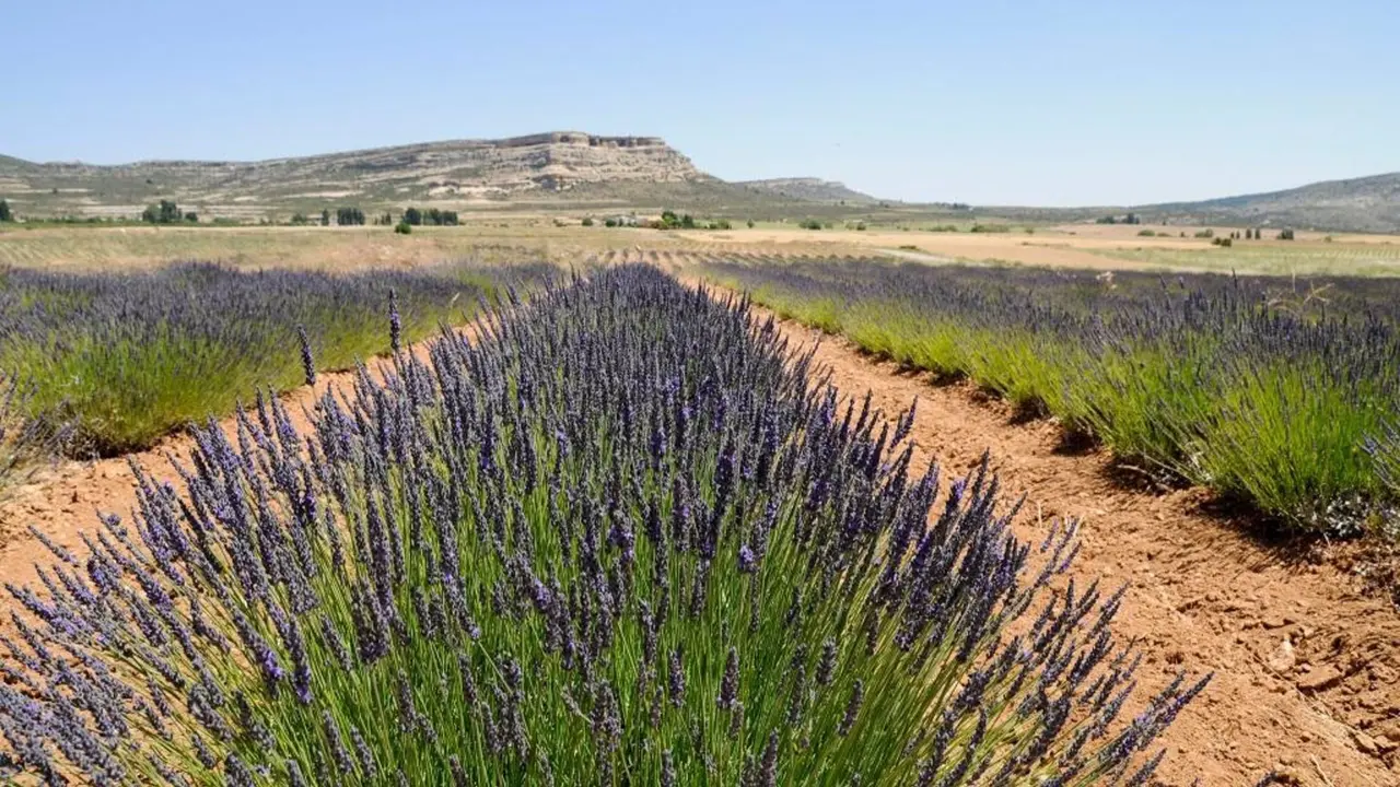 Cultivos de lavanda en el Noroeste de la Regi&oacute;n de Murcia (foto: CARM)