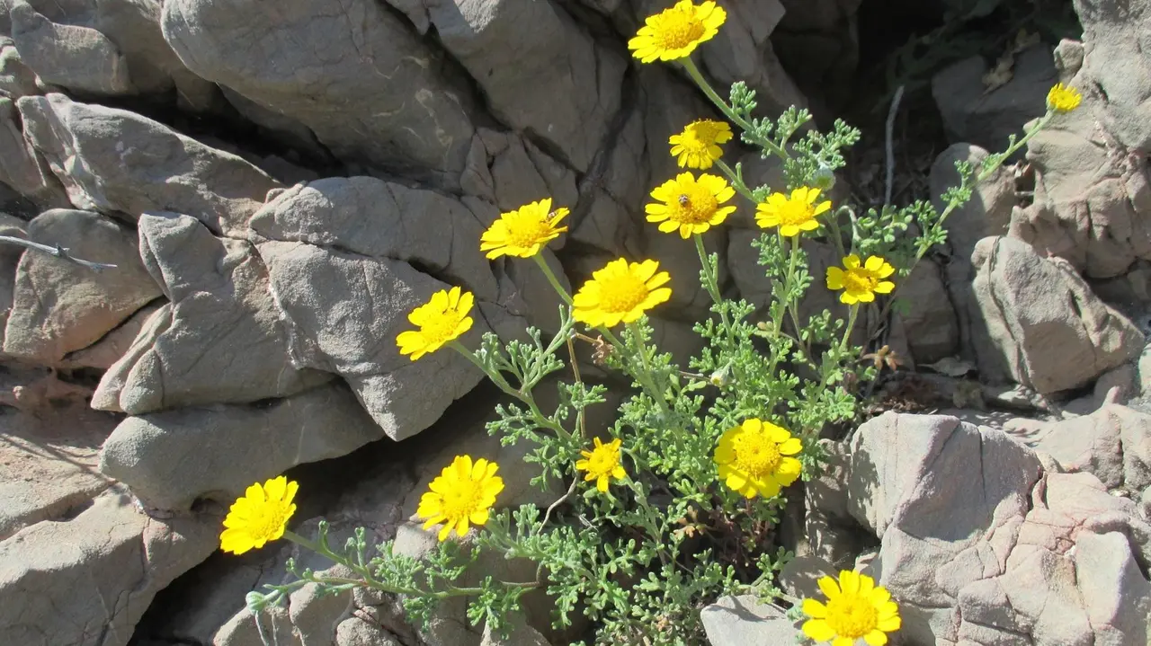 La manzanilla de Escombreras o anthemis chrysantha, especie considerada en 'Peligro de extinci&oacute;n' (foto: CARM)