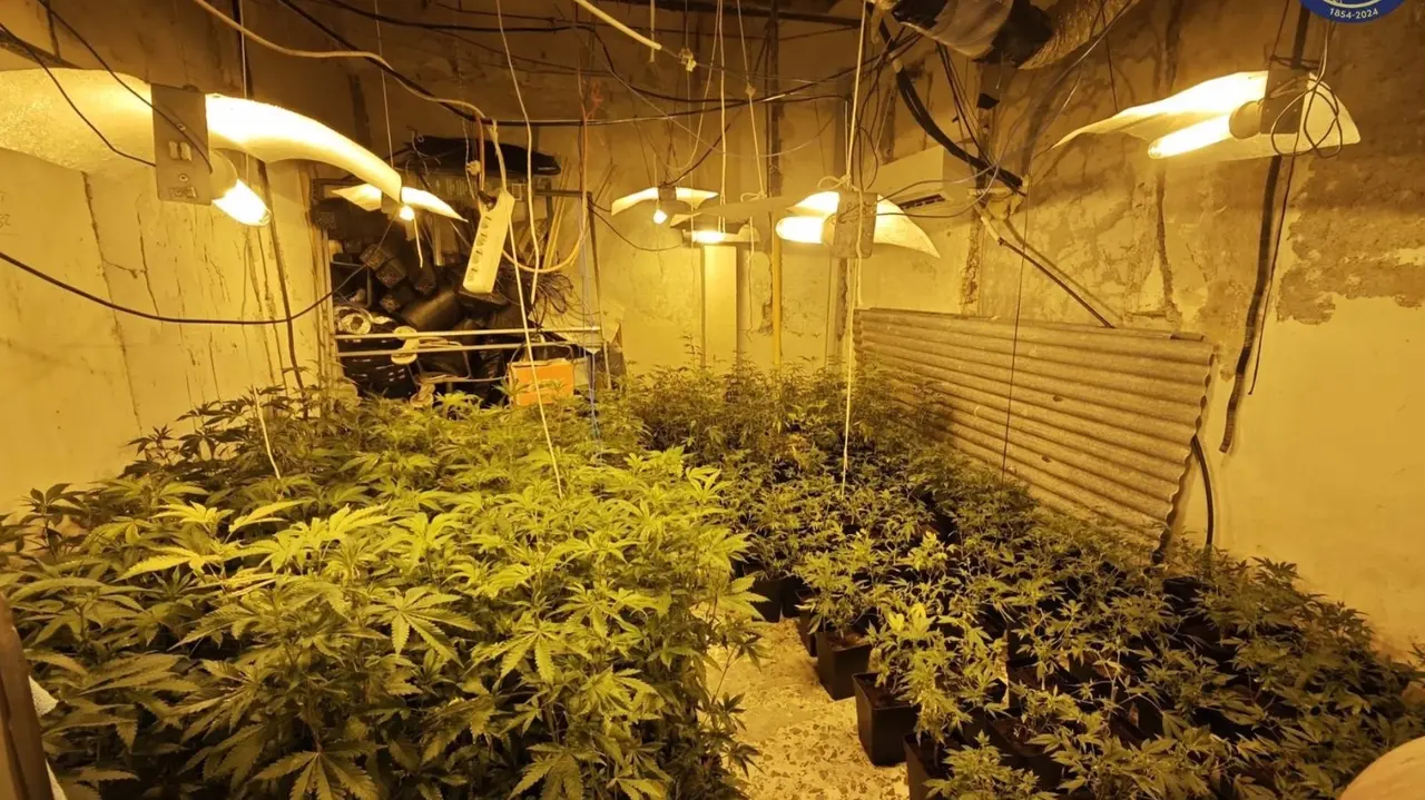 Plantas de marihuana incautadas (foto: Polic&iacute;a Local de Murcia)