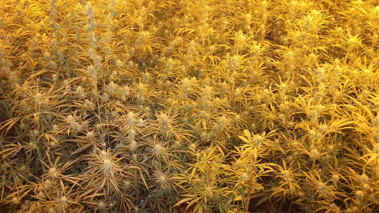 Plantas de marihuana intervenidas en el marco de la operaci&oacute;n (foto: Polic&iacute;a Nacional)