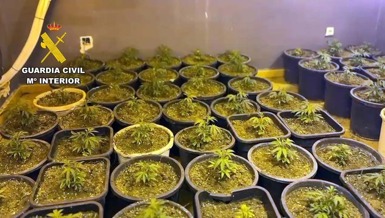 Invernadero de marihuana en Abar&aacute;n (foto: GC)