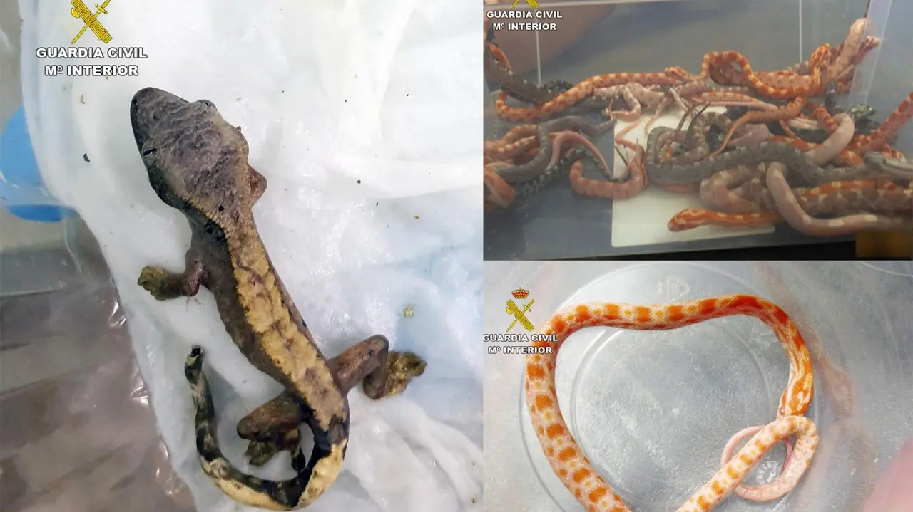 Reptiles incautados (foto: GC)