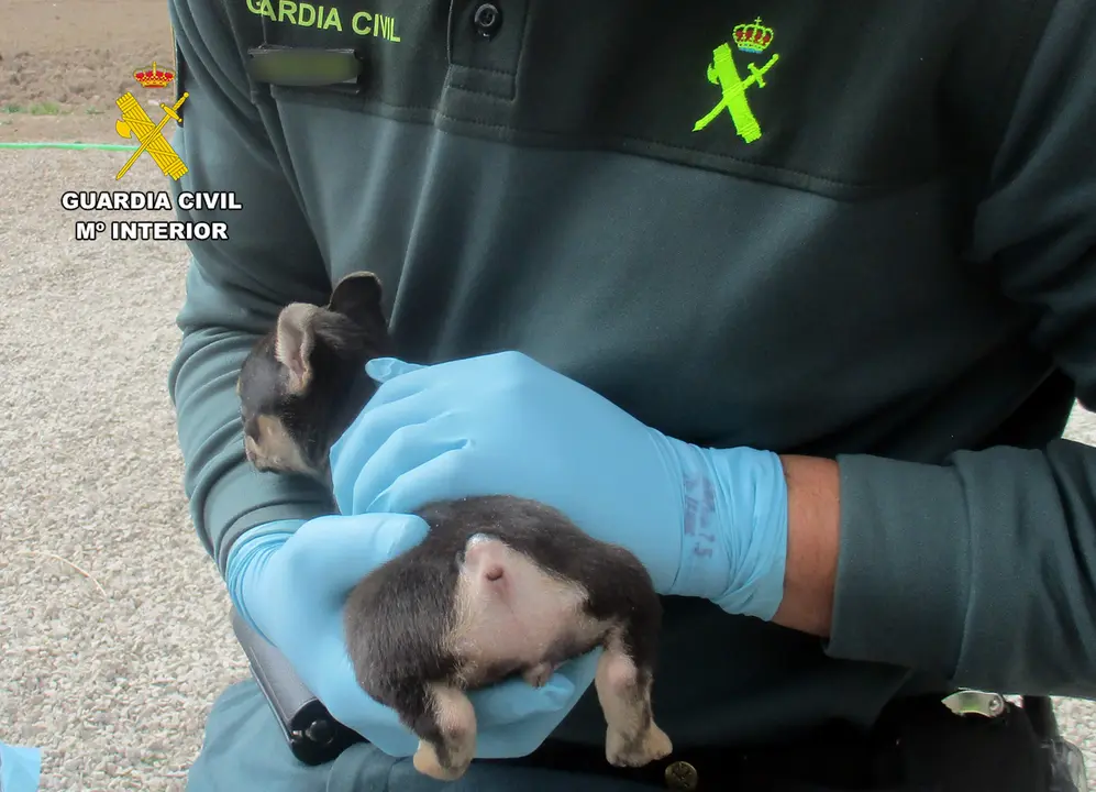 20250210 INVESTIGACION MALTRATO ANIMAL AMPUTACION COLA CANES PPN LORCA 0...