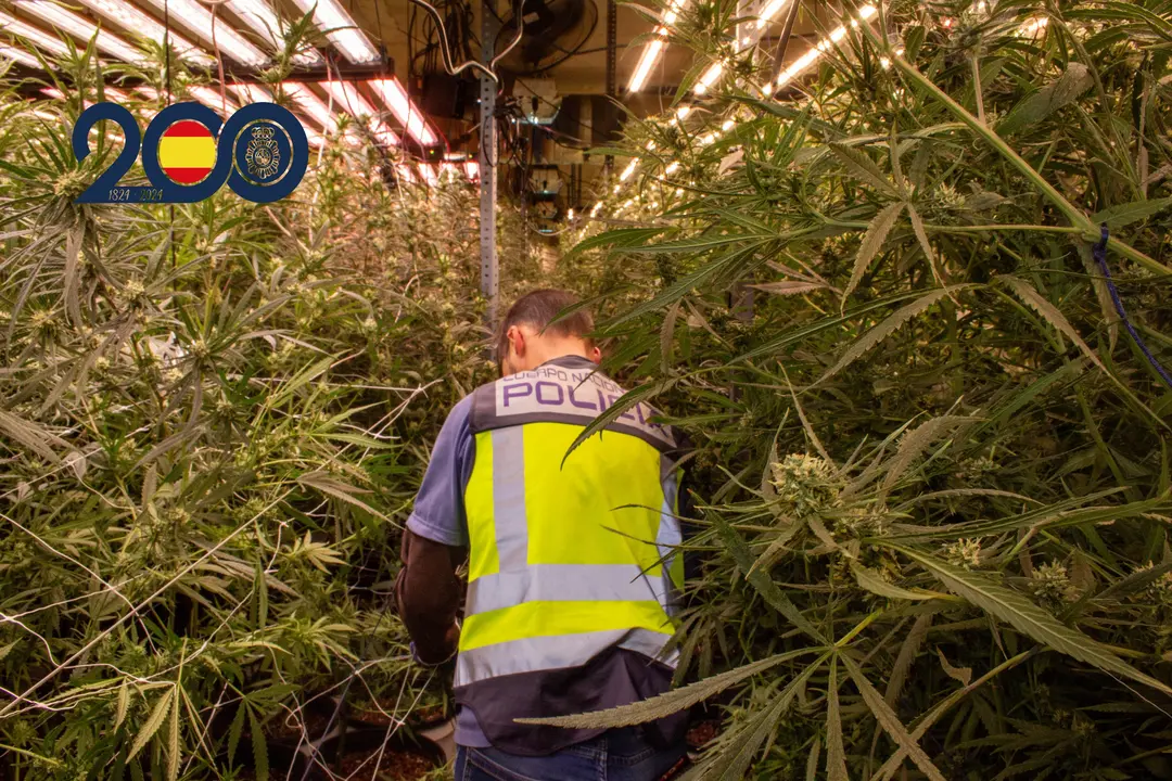 Agente de la Polic&iacute;a Nacional en la plantaci&oacute;n