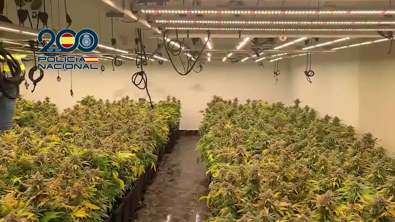 Plantaci&oacute;n marihuana en Cartagena (foto: PN)