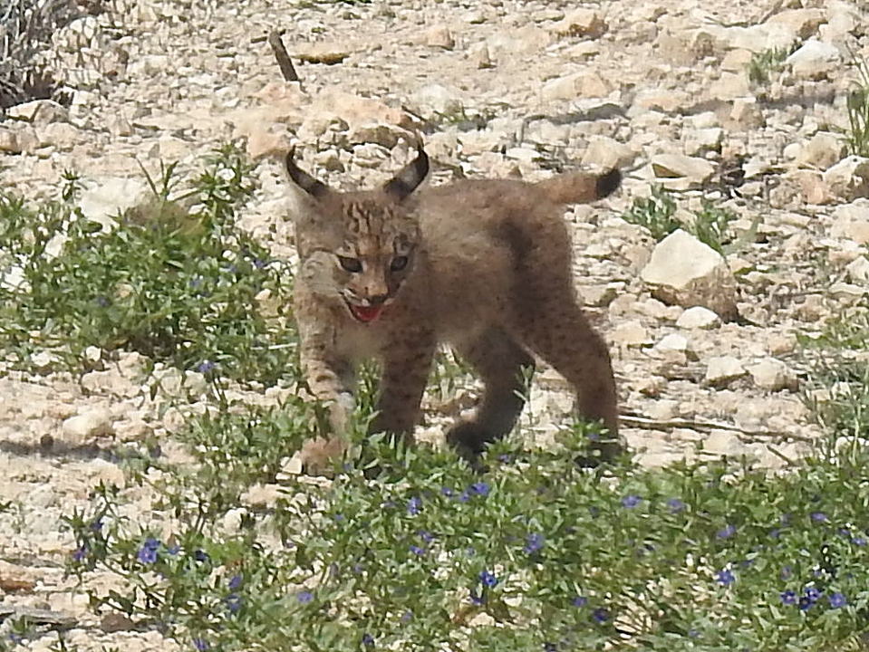 Primeros cachorros de lince ib&eacute;rico en la Regi&oacute;n