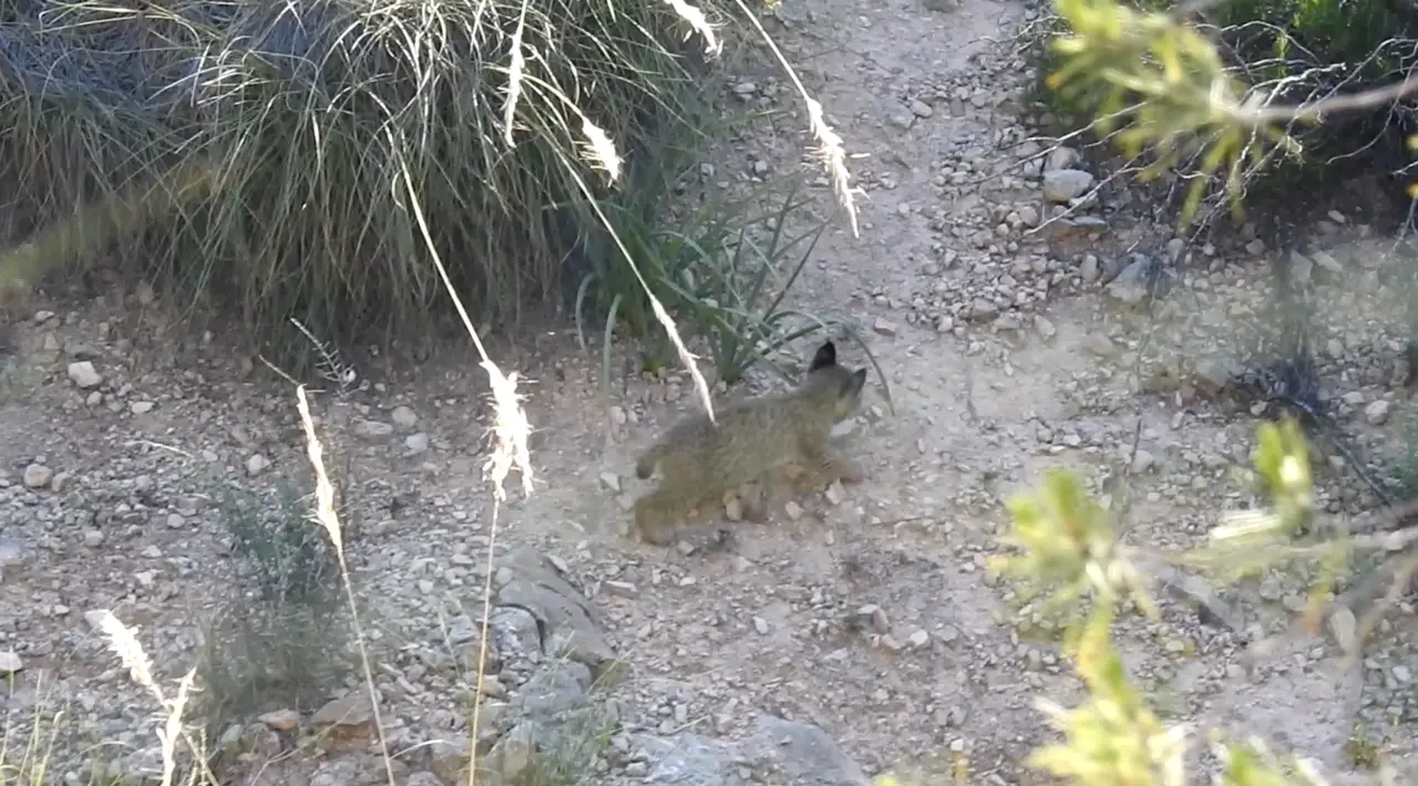 Cachorro de Urtsu por Lorca
